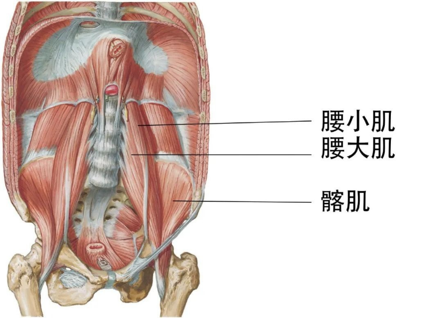 【醫療科普】：骨盆支點